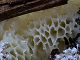 Ceratiomyxa porioides breitet sich flächig in wabenartigen Rosetten aus. Oft weiß, aber auch gelb.
